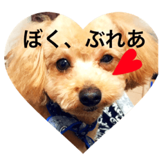 [LINEスタンプ] トイプーぶれあ、ぽとふ、もな