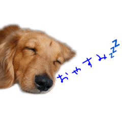 [LINEスタンプ] ミニチュアダックスのスタンプです