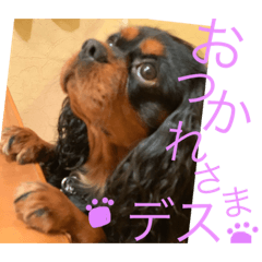 [LINEスタンプ] キャバリア☆ブラタン☆フックさん☆