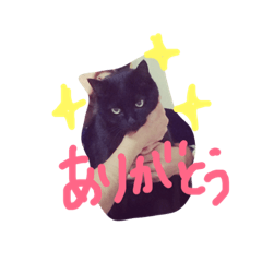 [LINEスタンプ] 黒猫のんちゃんスタンプ by Rosinyan4