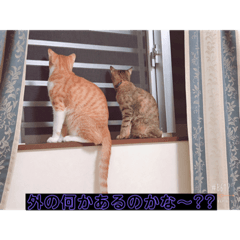[LINEスタンプ] ウチの猫達ですฅ^•ﻌ•^ฅ