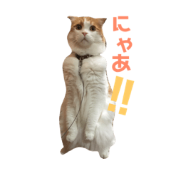 [LINEスタンプ] にゃんこスタンプ。byコタロウ