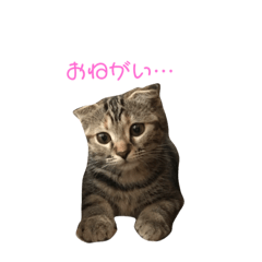 [LINEスタンプ] 猫時々犬(スコティッシュフォールド）