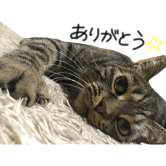 [LINEスタンプ] りく時々てん