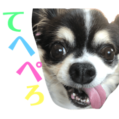[LINEスタンプ] チワワのまろんくん