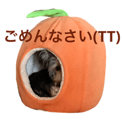 [LINEスタンプ] 可愛いミックス犬  ウメちゃんとパピんちょ