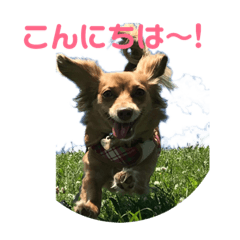 [LINEスタンプ] 元気なシェリーちゃんのごあいさつ