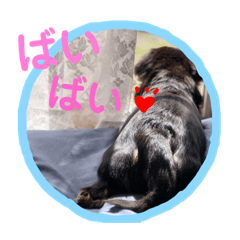 [LINEスタンプ] ちょこちゃーん