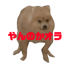 [LINEスタンプ] たぬ吉スタンプ