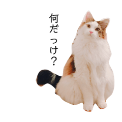 [LINEスタンプ] メインクーン承太郎スタンプ