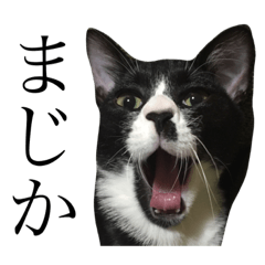 [LINEスタンプ] 実写リアル版ハチワレ＆白猫のあおはる
