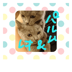 [LINEスタンプ] ブリティッシュショートヘアレオ＆パルム3