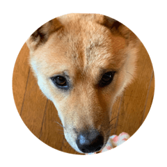 [LINEスタンプ] 柴犬ごえもん君のスタンプセット