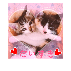 [LINEスタンプ] まめむぎちゃ