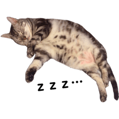 [LINEスタンプ] 実写ねこ アメショ
