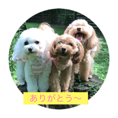 [LINEスタンプ] チワプー三姉妹