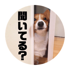 [LINEスタンプ] リアルコーギー＆ねこ
