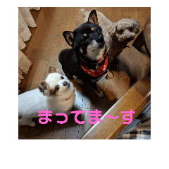 [LINEスタンプ] あずこもちょびちゃこ