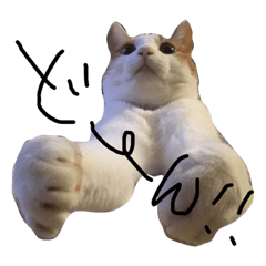 [LINEスタンプ] 愛猫jassスタンプ