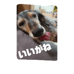 [LINEスタンプ] りくじぃの尾張弁