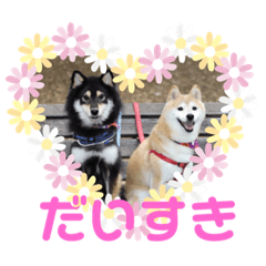 [LINEスタンプ] 柴犬華ちゃん