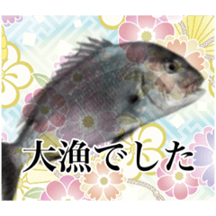 [LINEスタンプ] 鯛釣り。海釣り。釣り人。