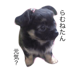 [LINEスタンプ] わが家のラムネたん1