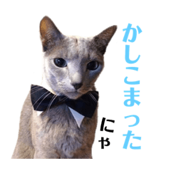 [LINEスタンプ] 一言にゃ