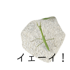 [LINEスタンプ] 昆虫の気持ち①
