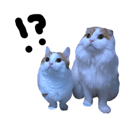 [LINEスタンプ] うちの猫たち(犬もいるよ)