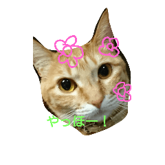 [LINEスタンプ] メイちゃんの気持ち