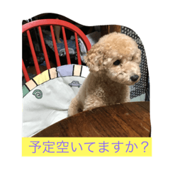 [LINEスタンプ] トイプードルの、まめ。