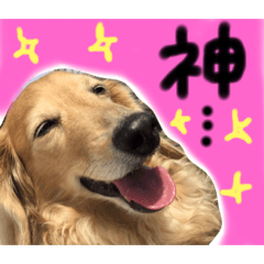 [LINEスタンプ] うちのぷ〜ちゃん3