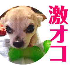 [LINEスタンプ] 光崎さんちの可愛い子ちゃんたち