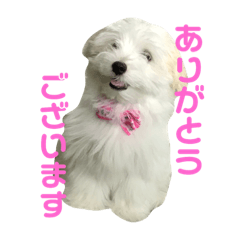 [LINEスタンプ] まるっくすのずんだ