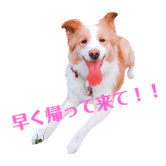 [LINEスタンプ] ボーダーコリー！ラグちゃんのスタンプ