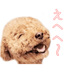 [LINEスタンプ] 手書き風トイ・プードルスタンプ