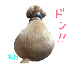[LINEスタンプ] 我が家の御犬様モカちゃん
