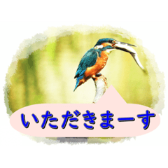 [LINEスタンプ] イロ鳥撮り2