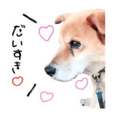 [LINEスタンプ] 犬と猫 :)my fam