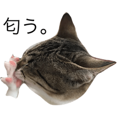 [LINEスタンプ] 猫ズスタンプ①