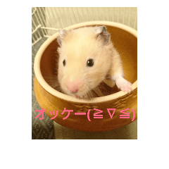 [LINEスタンプ] クマ太郎スタンプ日常会話修正版0607
