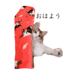 [LINEスタンプ] じろ猫