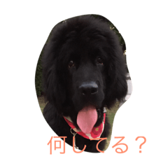 [LINEスタンプ] ニューファン のハンナちゃん2