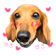 [LINEスタンプ] dog  stamp 3の画像（メイン）