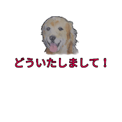 [LINEスタンプ] ゴールデン-リトリバー