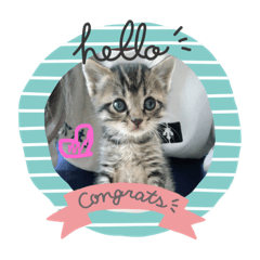 [LINEスタンプ] 猫まみれニャンニャン