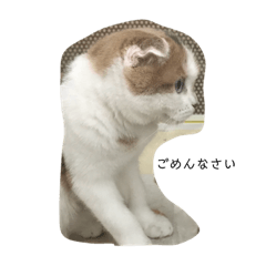 [LINEスタンプ] ニャンとも謝りたい時 お願いしたい時
