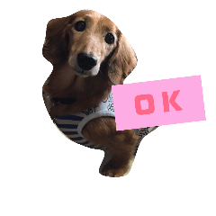 [LINEスタンプ] ダックスその他の愉快な仲間たちの日常3