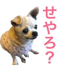 [LINEスタンプ] 口の悪いチワワ3